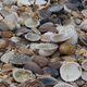 Imagen para el artículo titulado Encuentran medio millón de mejillones cocinados vivos en una playa de Nueva Zelanda